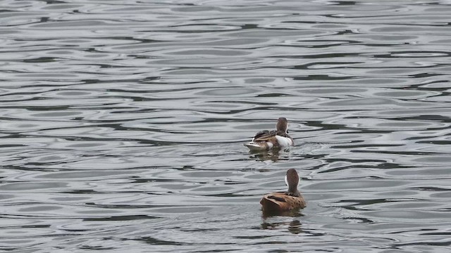 White-cheeked Pintail - ML621076007