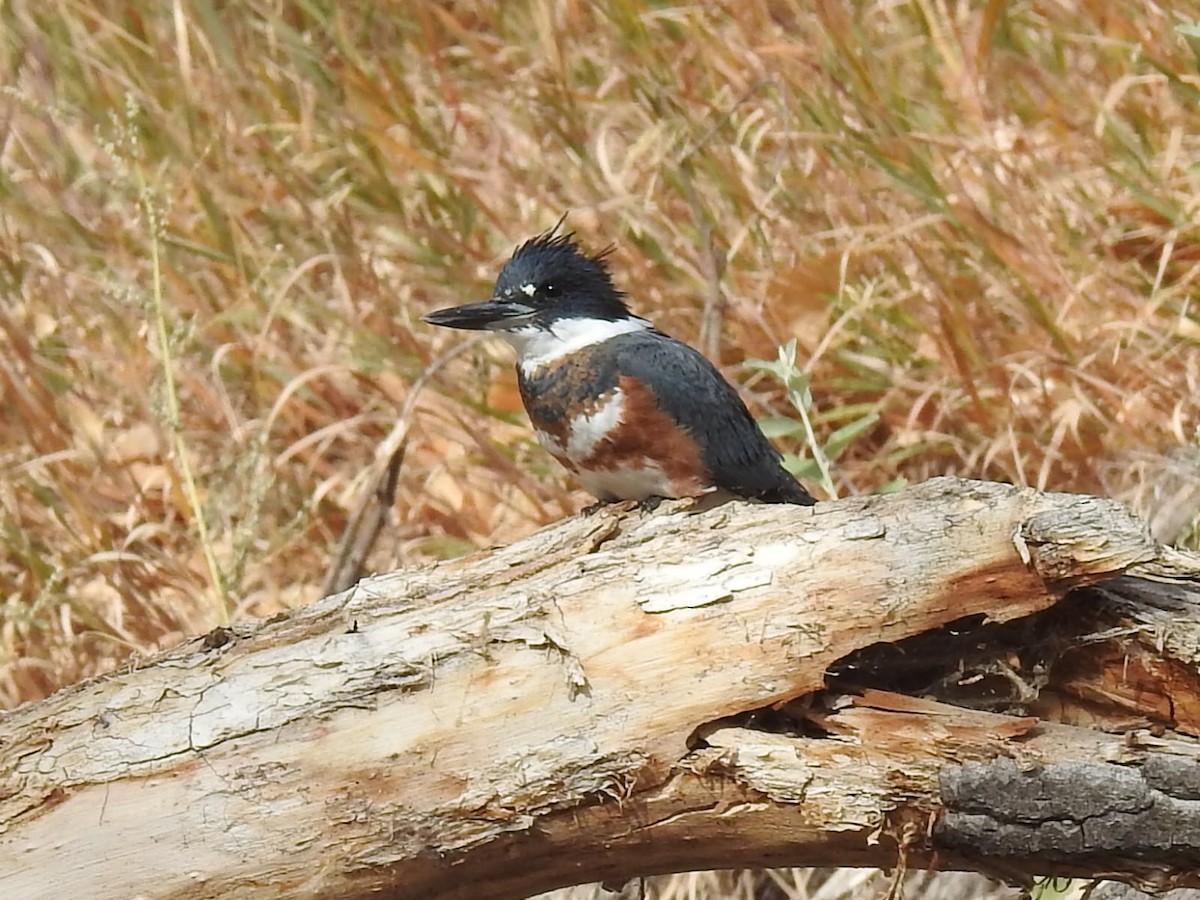 Belted Kingfisher - ML621076008