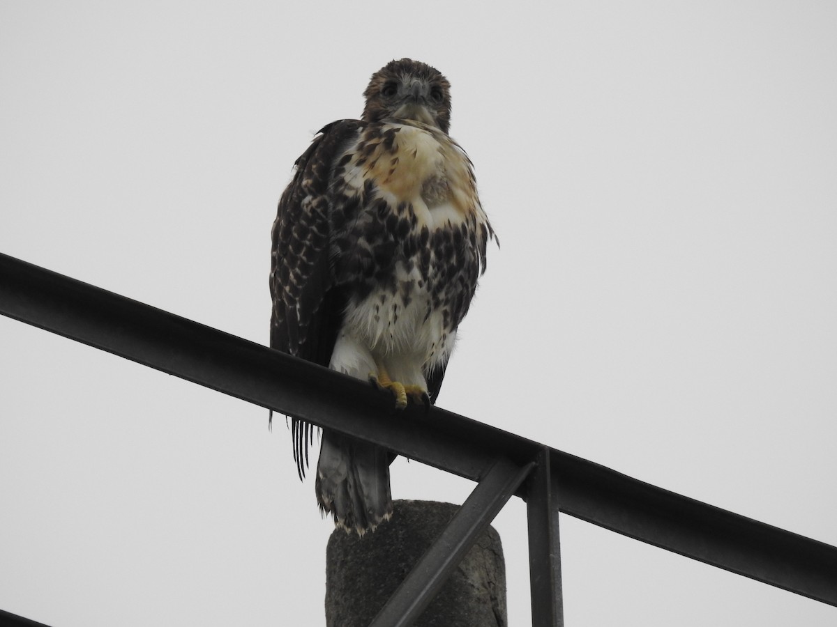 Red-tailed Hawk (borealis) - ML621076012