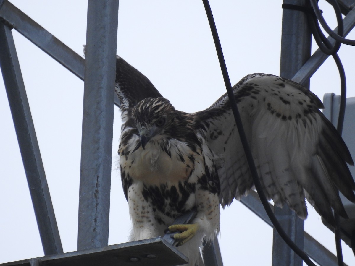 Red-tailed Hawk (borealis) - ML621076013