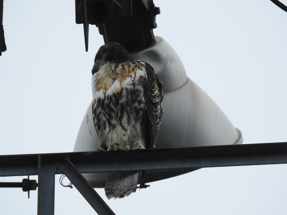 Red-tailed Hawk (borealis) - ML621076014
