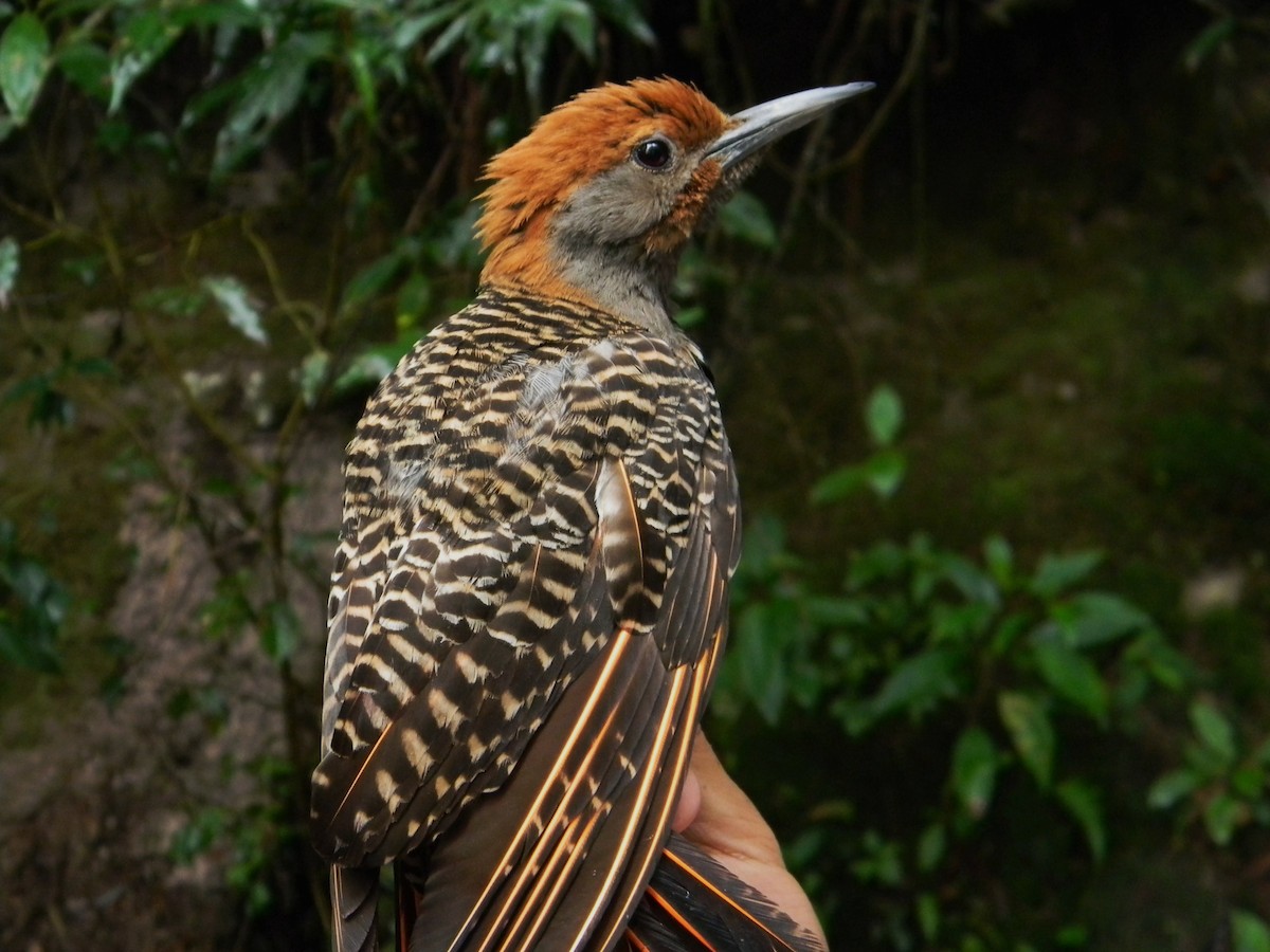 Northern Flicker (Guatemalan) - ML621076019