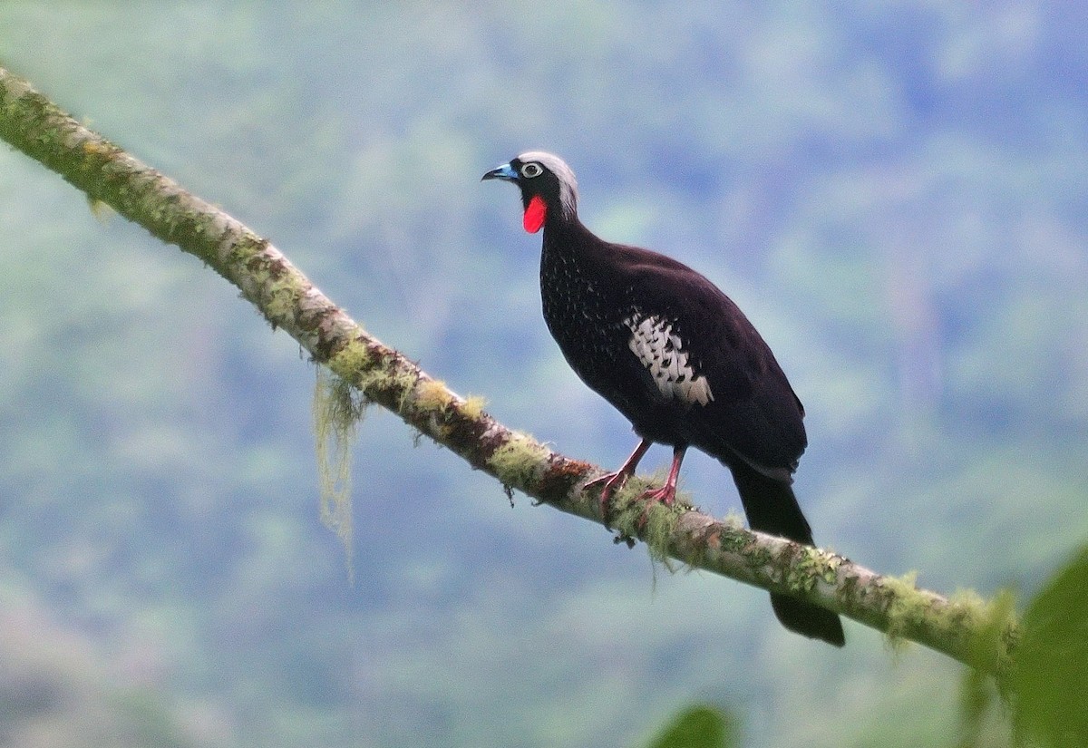 Black-fronted Piping-Guan - ML621076024