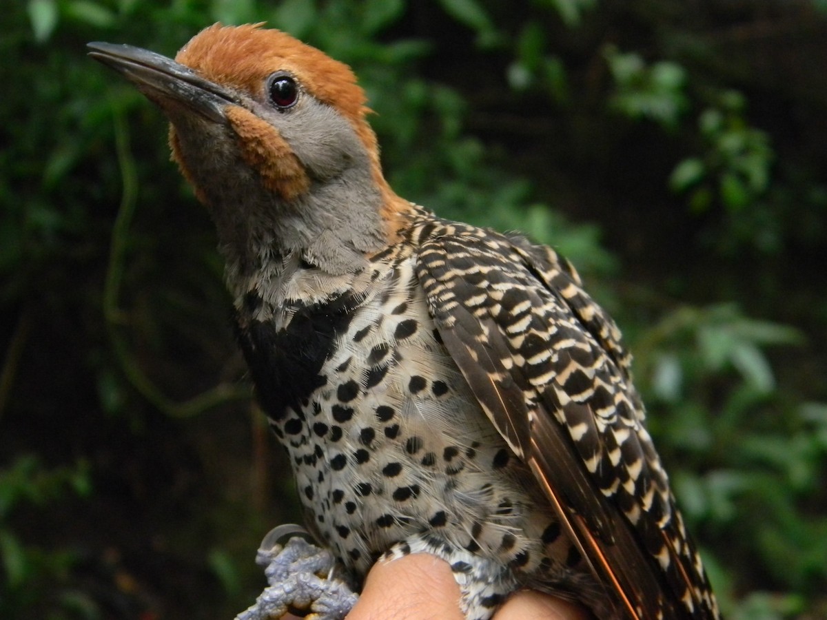 Northern Flicker (Guatemalan) - ML621076027