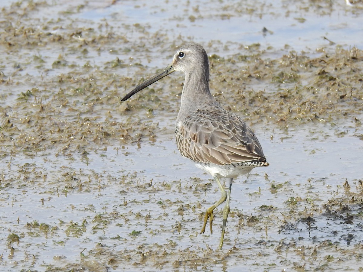 Long-billed Dowitcher - ML621076031