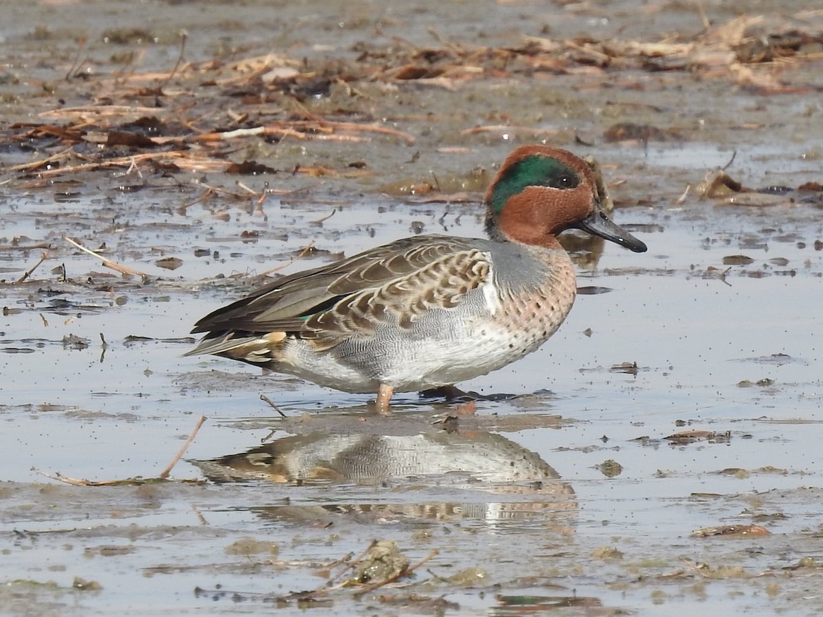 Green-winged Teal - ML621076035