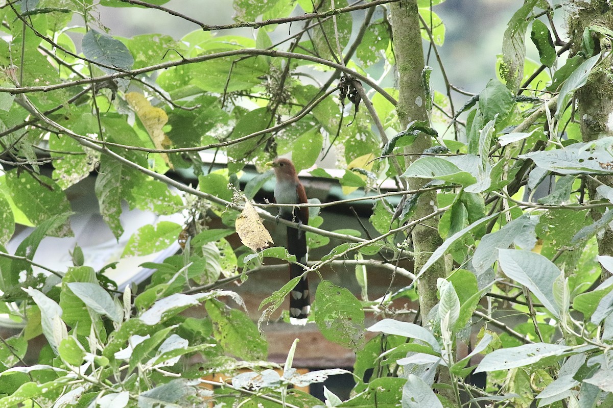 Squirrel Cuckoo (nigricrissa) - ML621076039