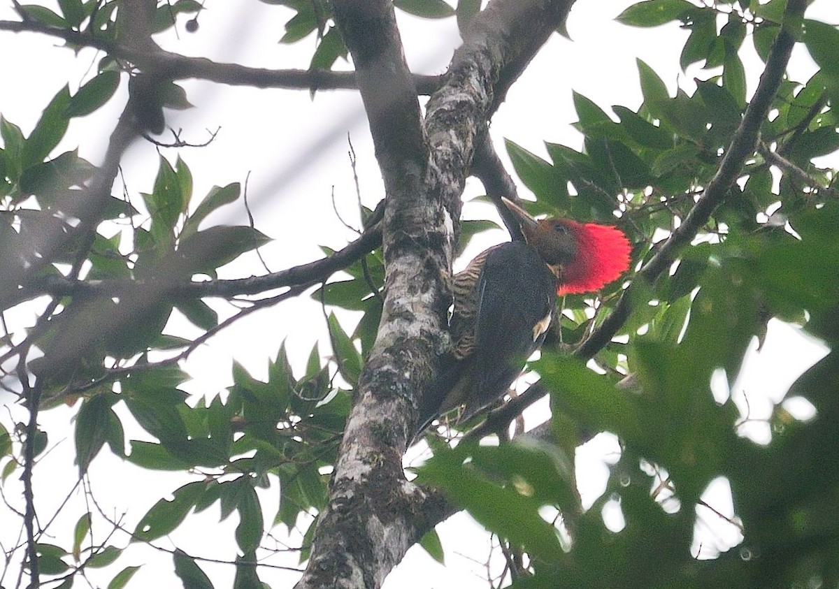 Helmeted Woodpecker - Guilherme Serpa