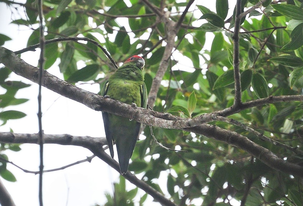 Pileated Parrot - ML621076046