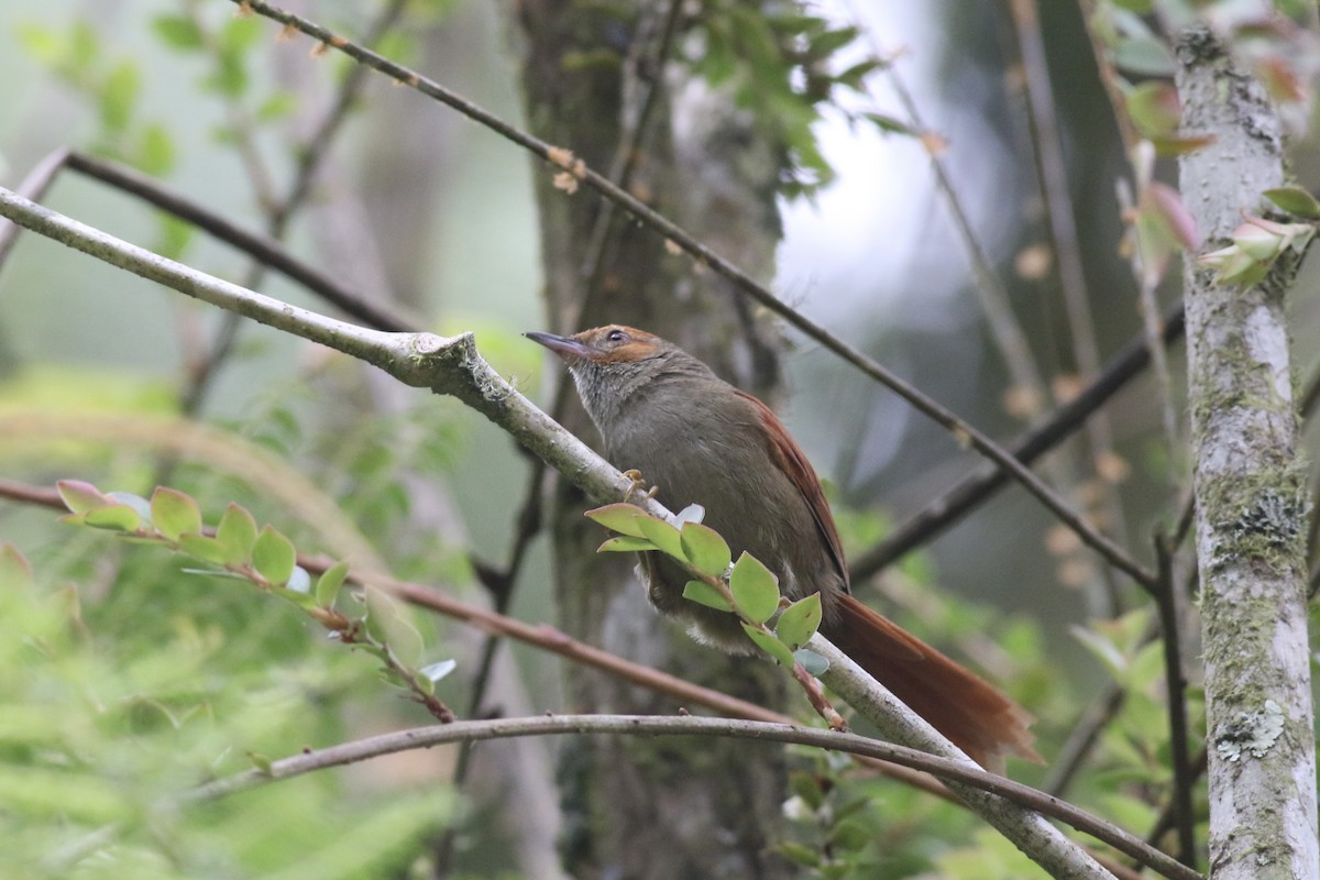 Red-faced Spinetail - ML621076051