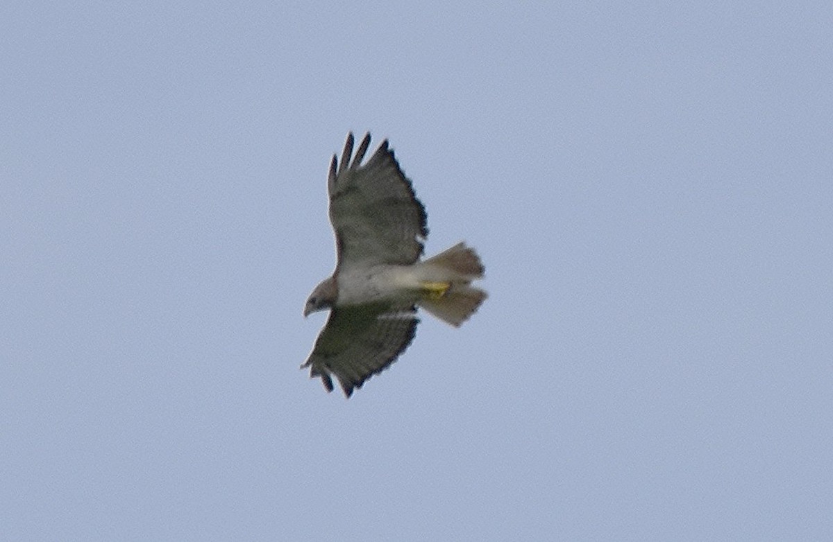 Red-tailed Hawk - ML621076058