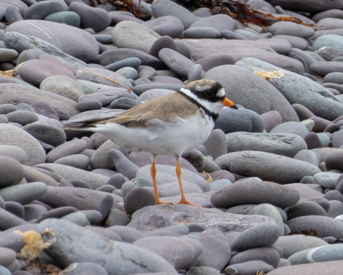 Common Ringed Plover - ML621076087