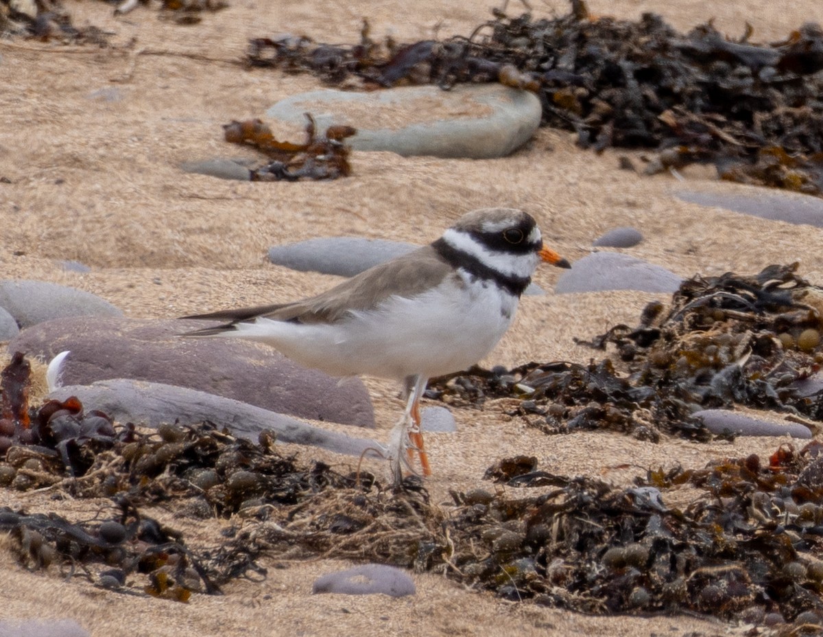 Common Ringed Plover - ML621076088