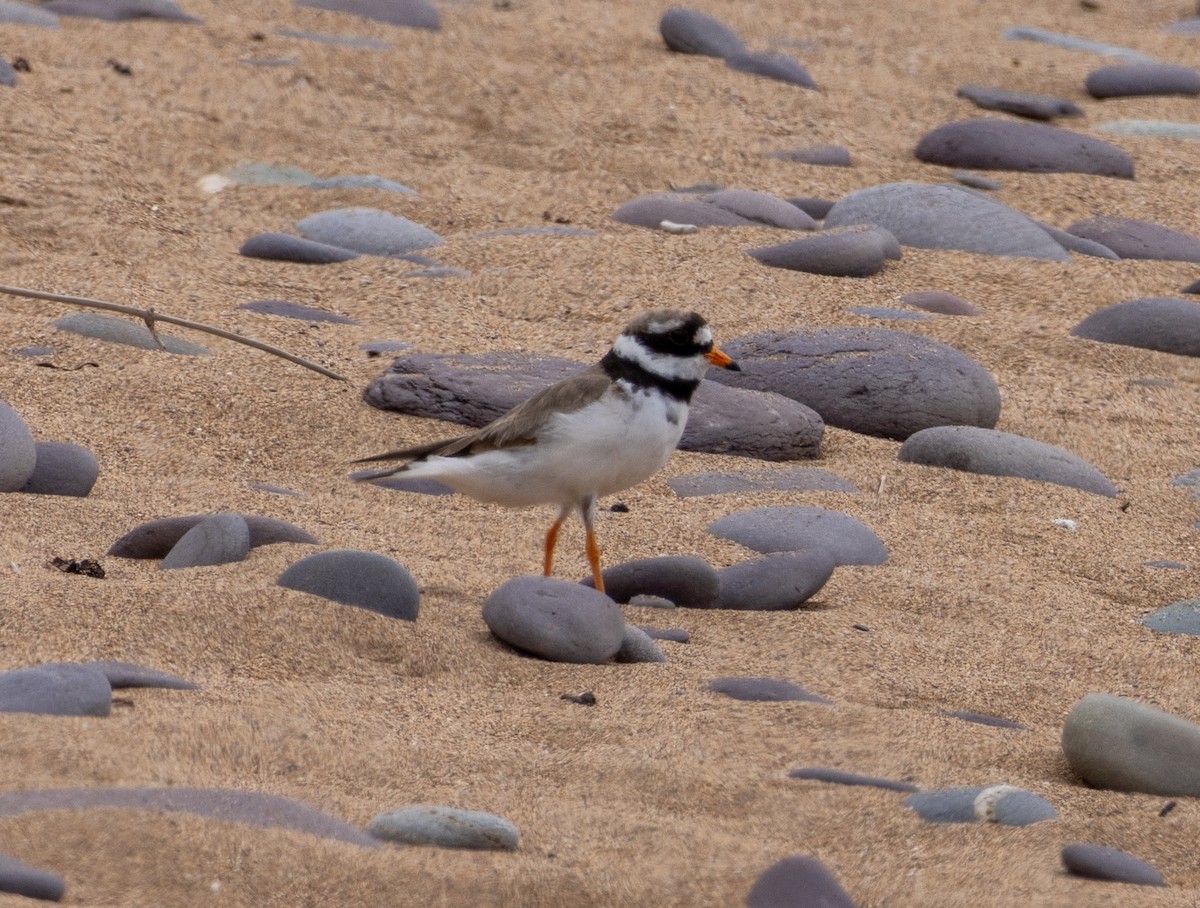Common Ringed Plover - ML621076089