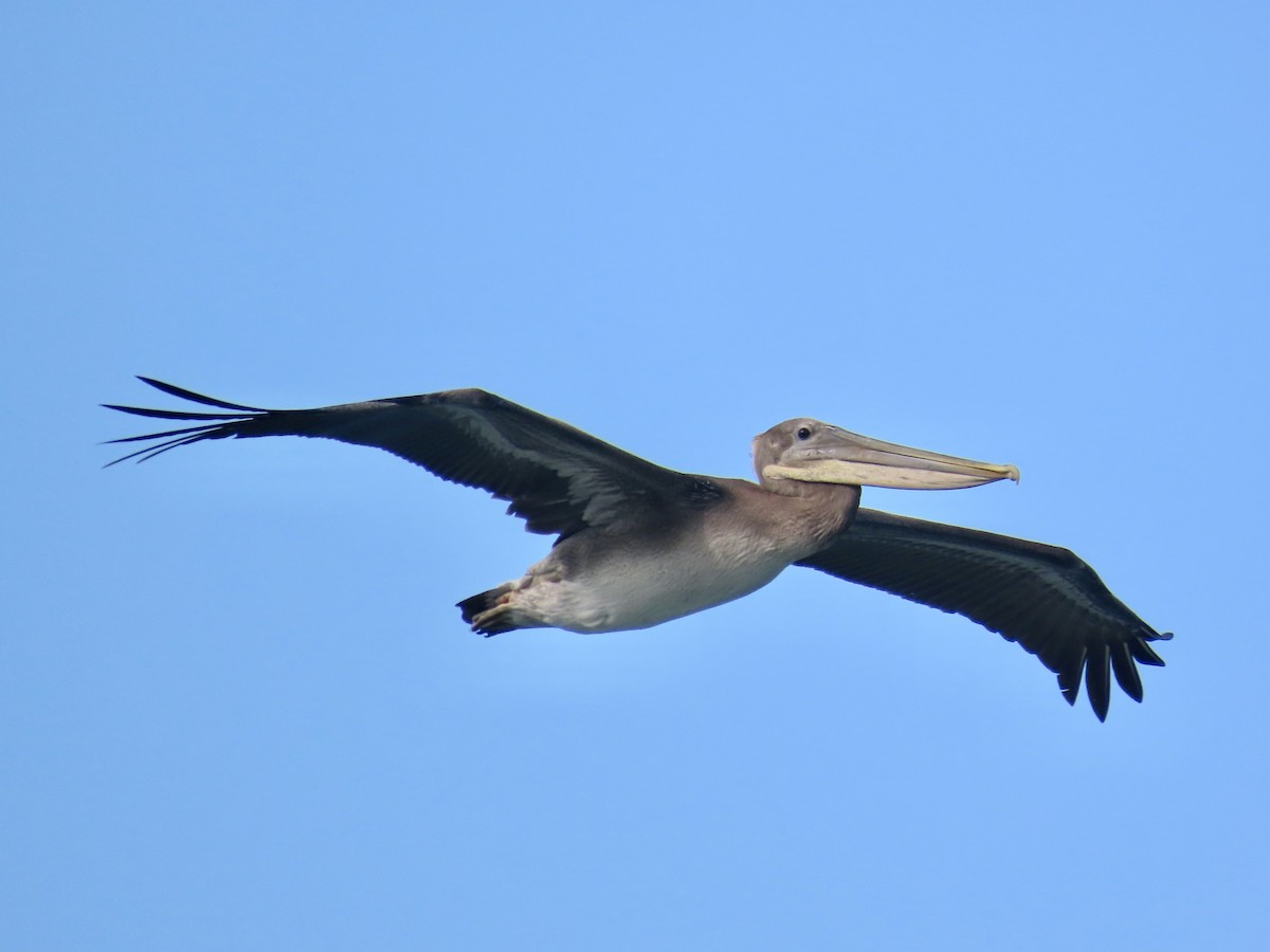 pelikán hnědý - ML621076105