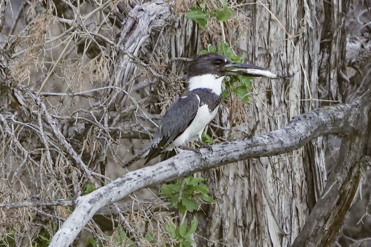 Belted Kingfisher - ML621076117