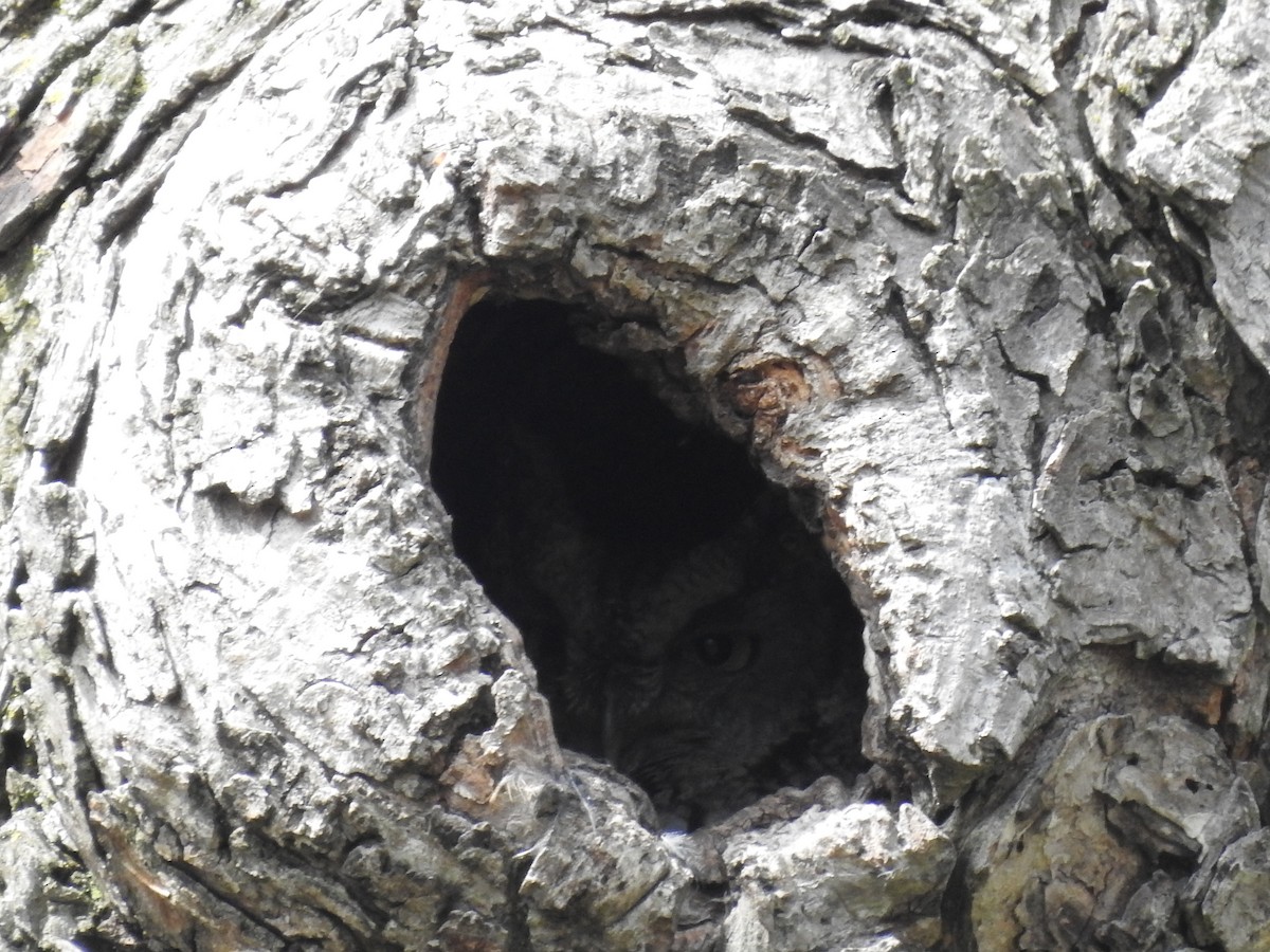 Eastern Screech-Owl - ML621076120