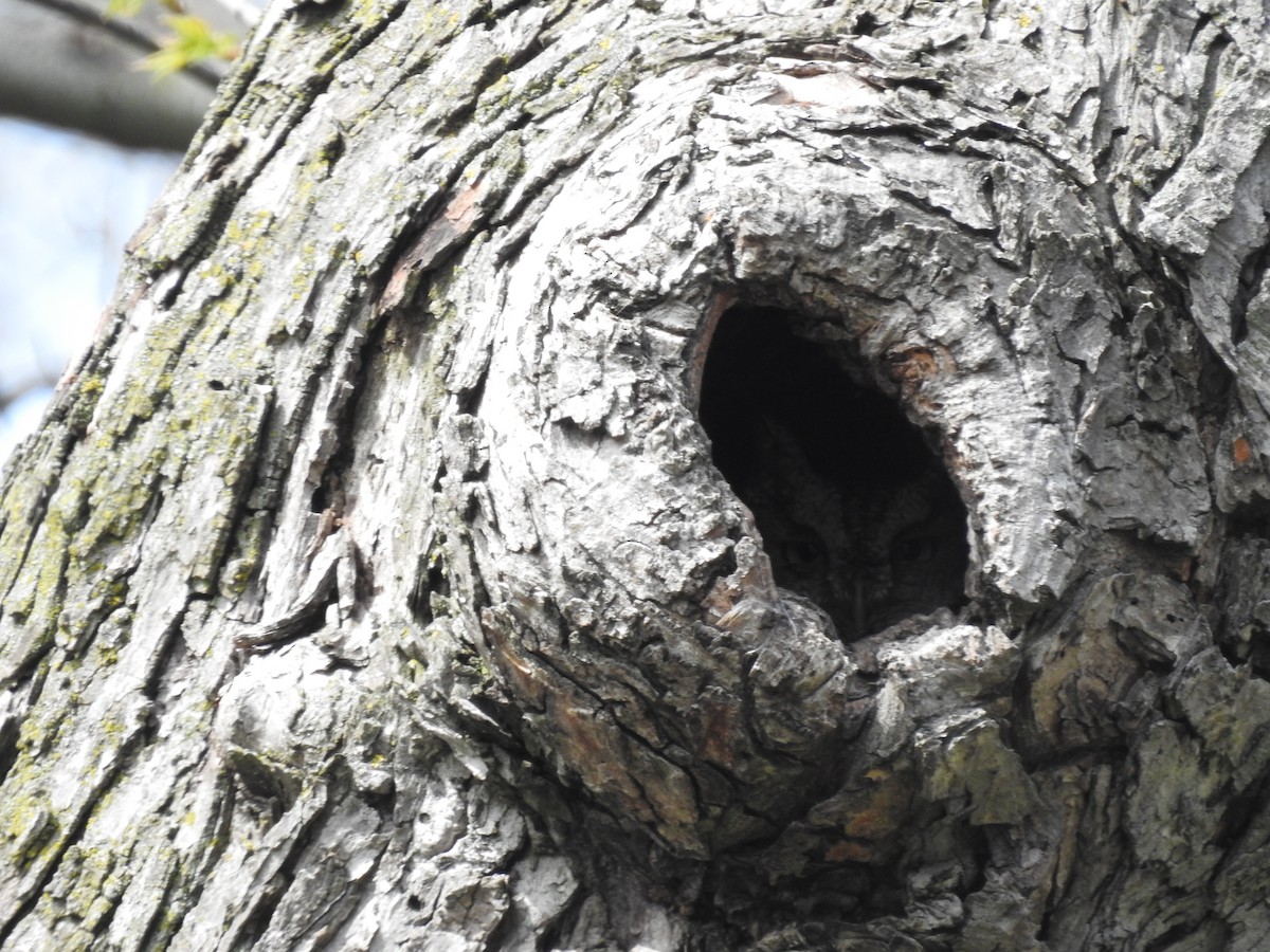 Eastern Screech-Owl - ML621076121