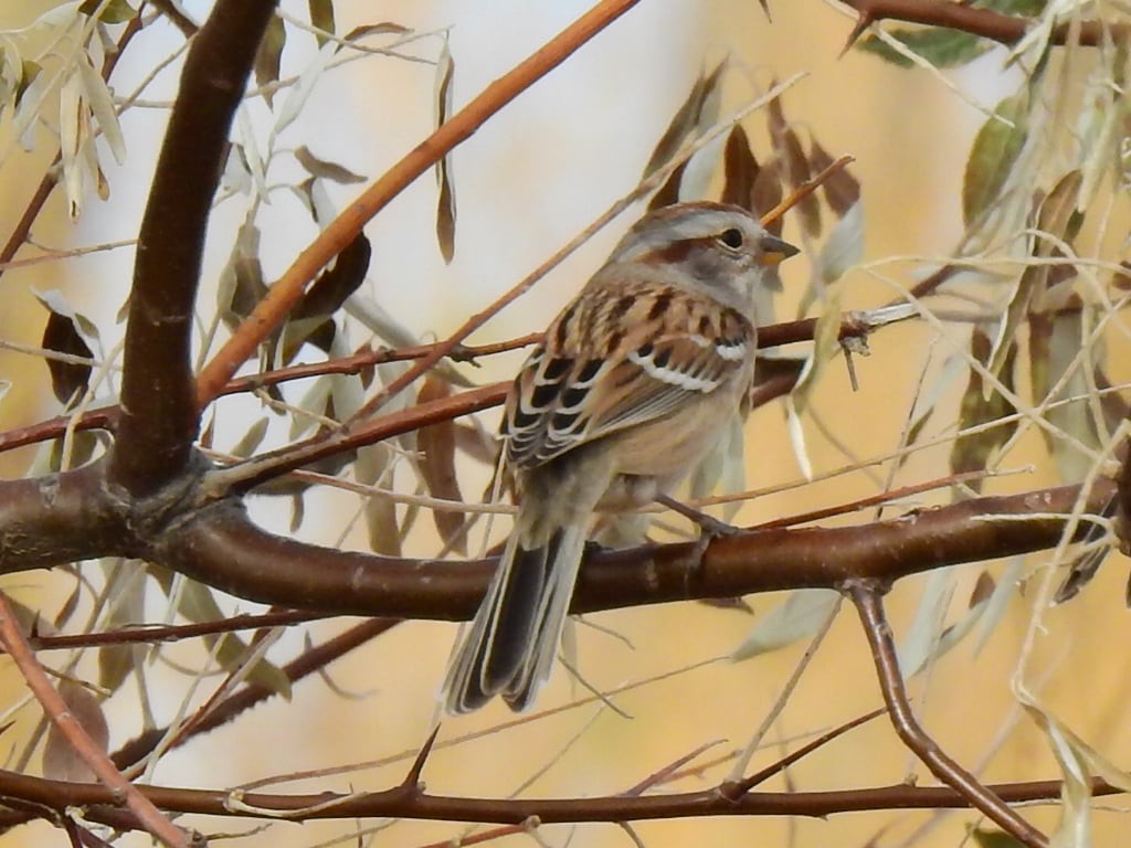 American Tree Sparrow - Karen Hinz