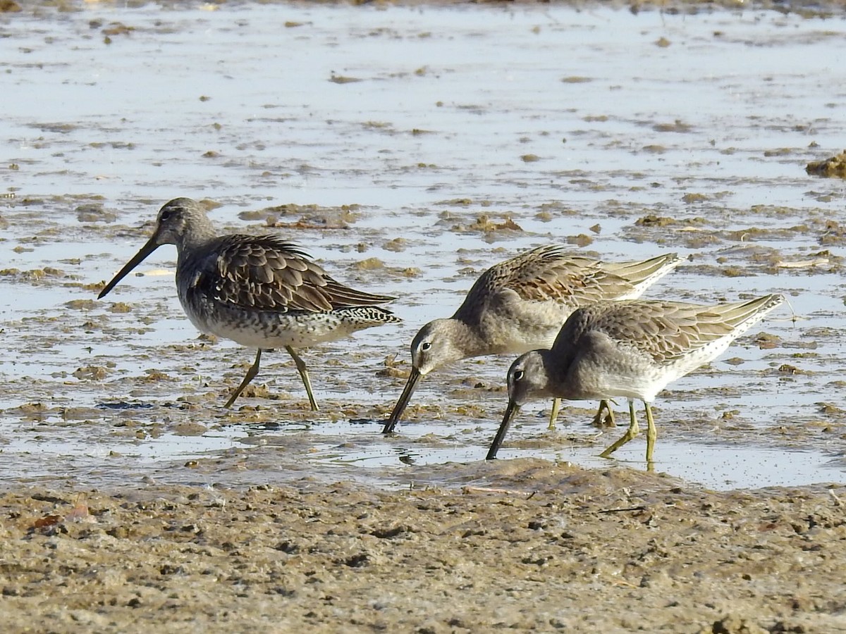 Long-billed Dowitcher - ML621076133