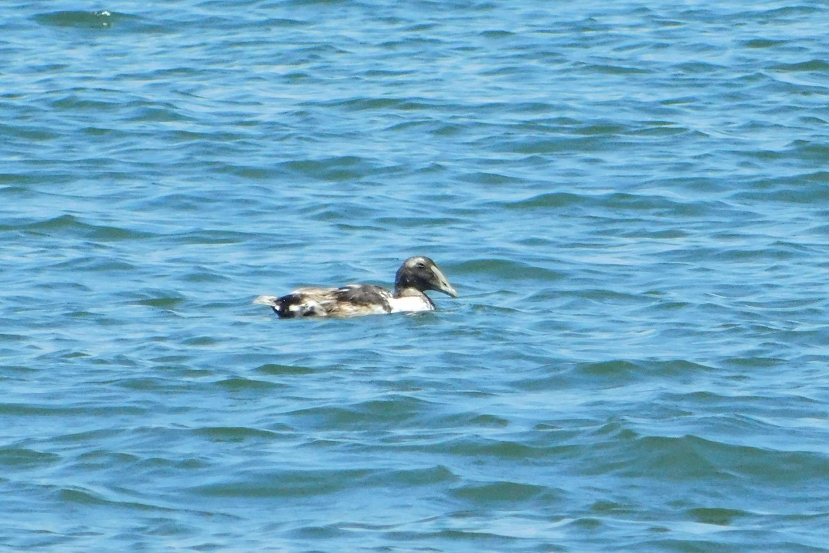 eBird Checklist - 2 Jul 2024 - Sandy Hook - 60 species (+3 other taxa)