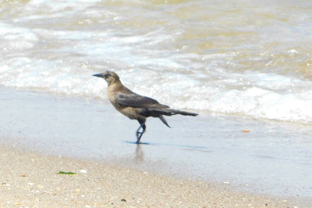 Boat-tailed Grackle - ML621076180