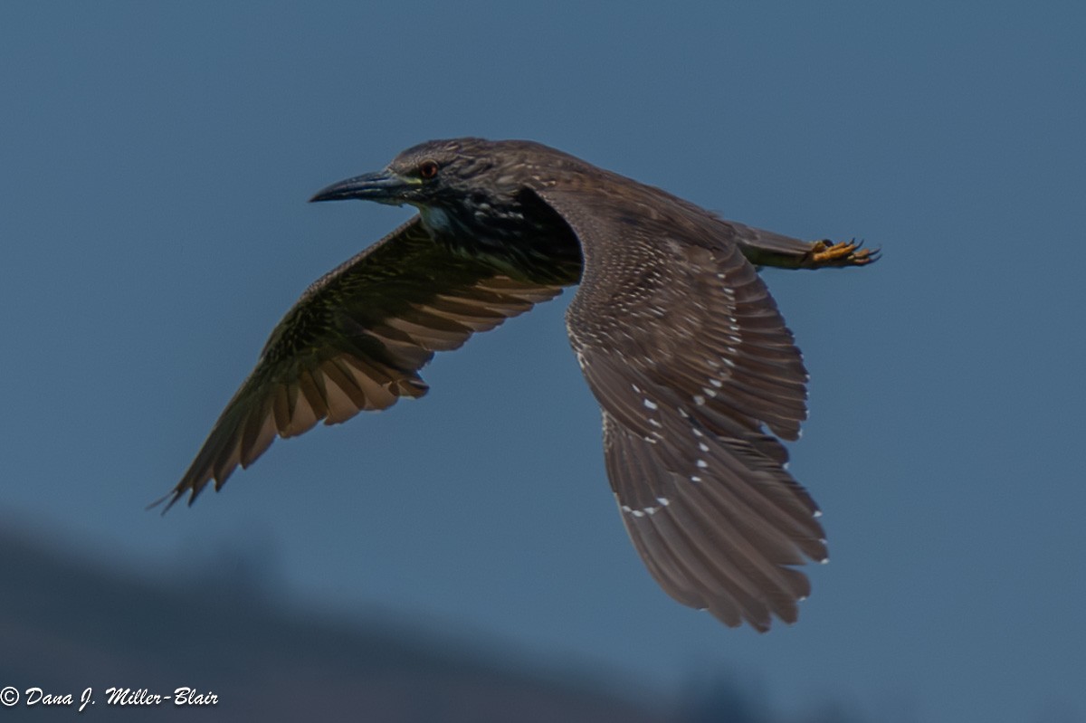 Black-crowned Night Heron - ML621076196