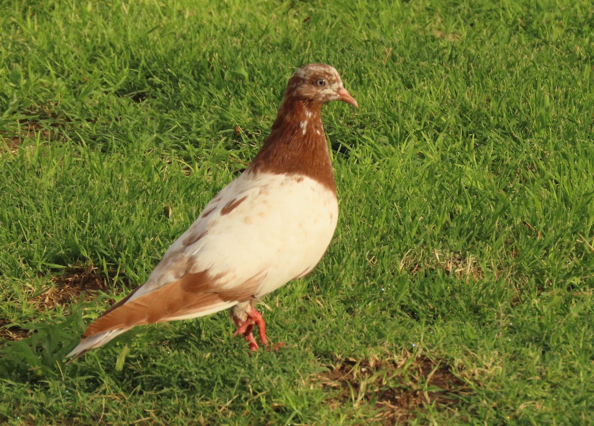 Rock Pigeon (Feral Pigeon) - ML621076210