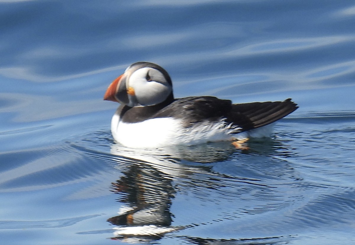 Atlantic Puffin - ML621076223