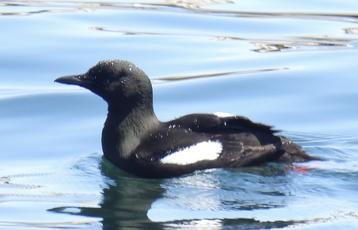 Black Guillemot - ML621076229