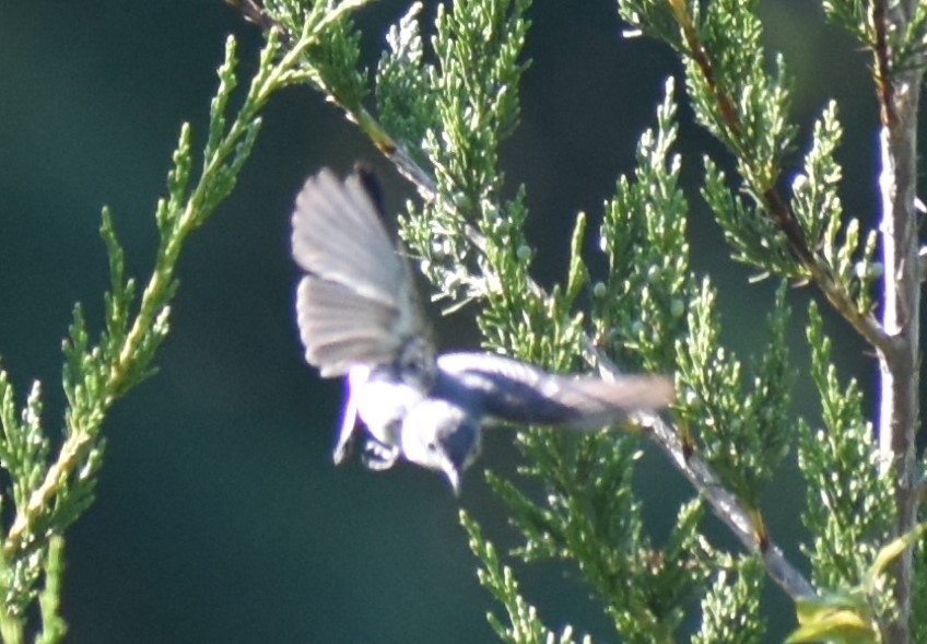 Blue-gray Gnatcatcher - ML621076236
