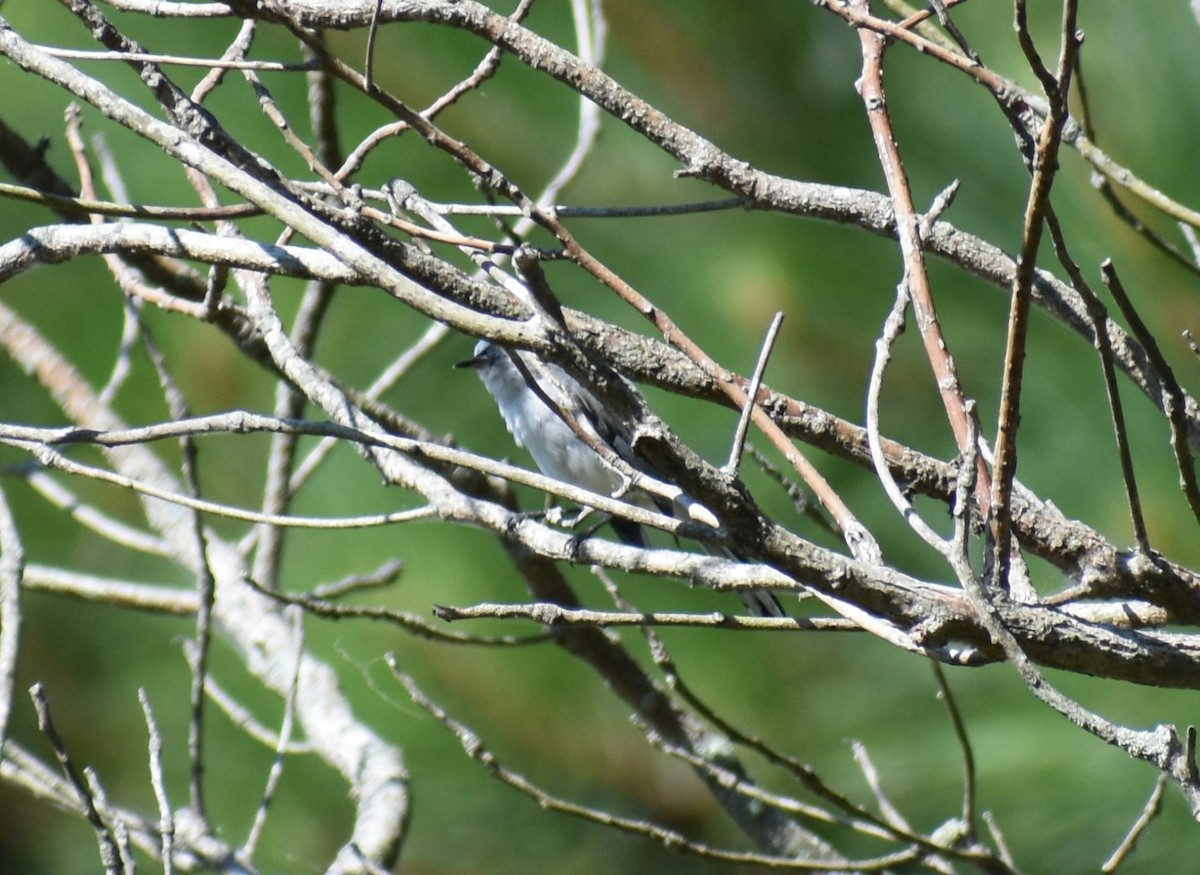 Blue-gray Gnatcatcher - ML621076237