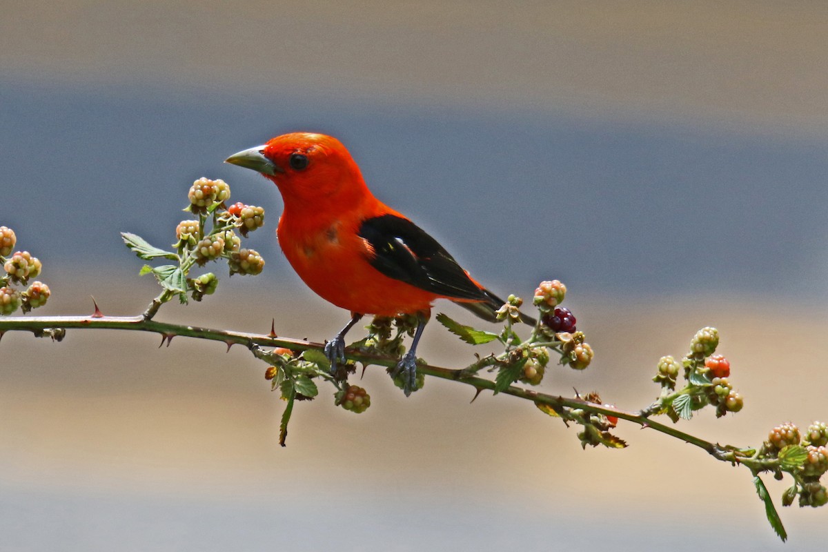 Scarlet Tanager - ML621076252