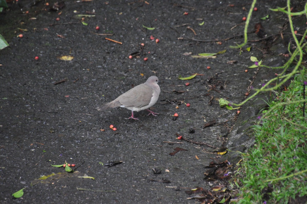 Gray-chested Dove - ML621076263