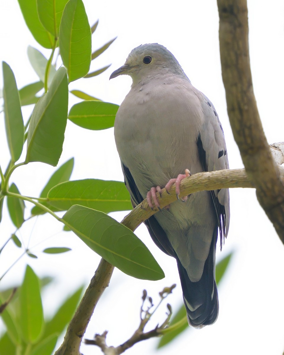 Ecuadorian Ground Dove - ML621076268