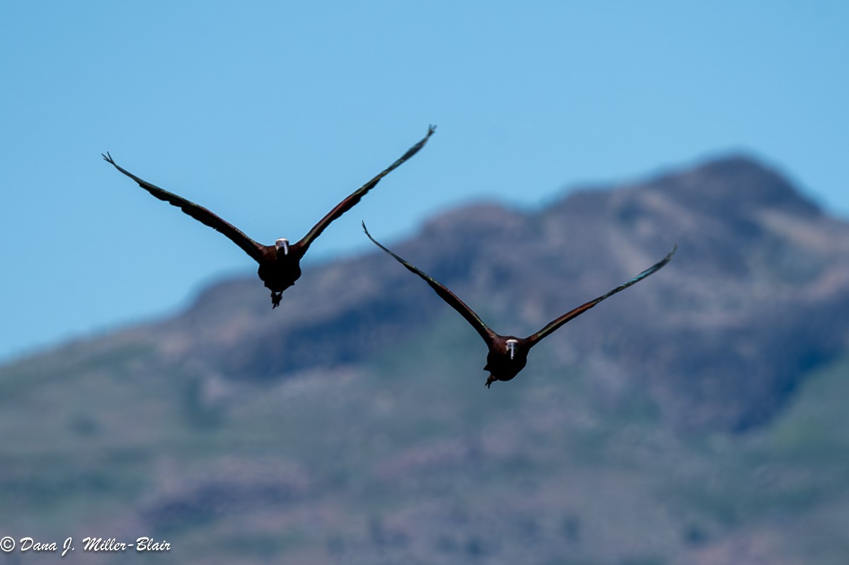 ibis americký - ML621076273