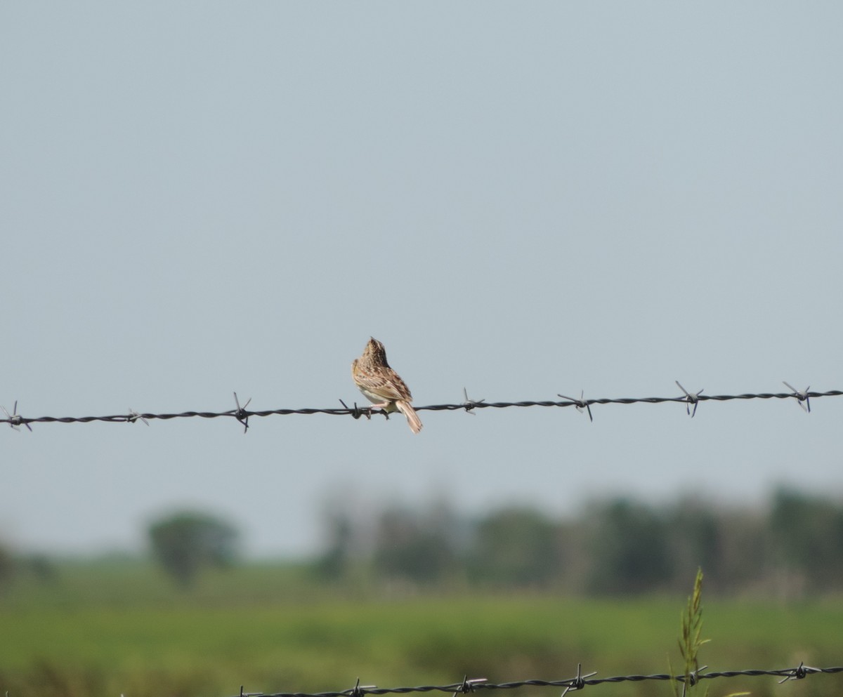 Grasshopper Sparrow - ML621076297