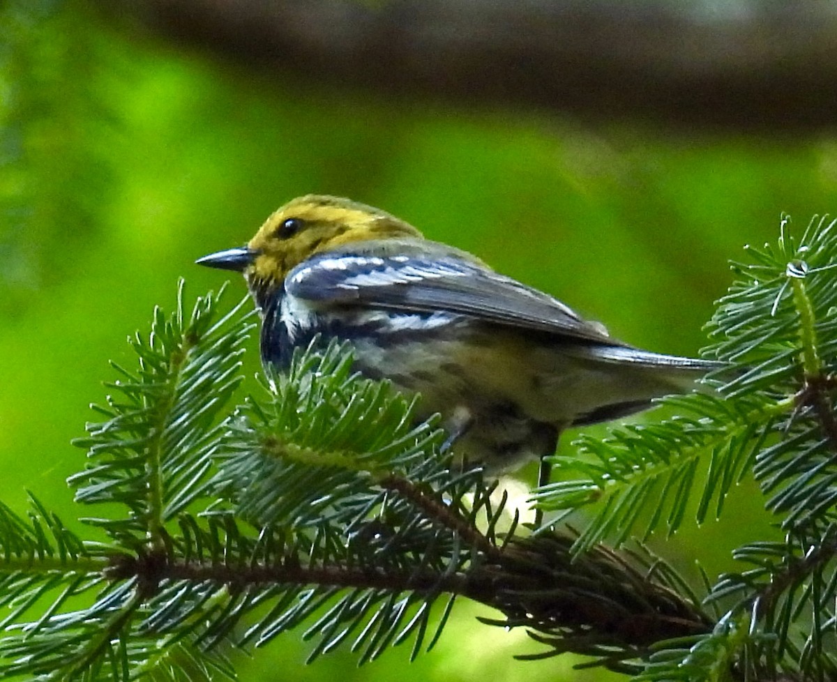 Black-throated Green Warbler - ML621076339