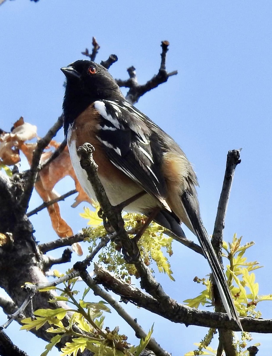 Spotted Towhee - ML621076358