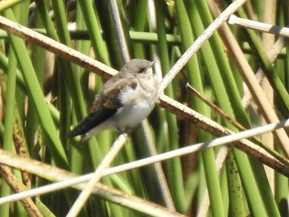 Northern Rough-winged Swallow - ML621076370