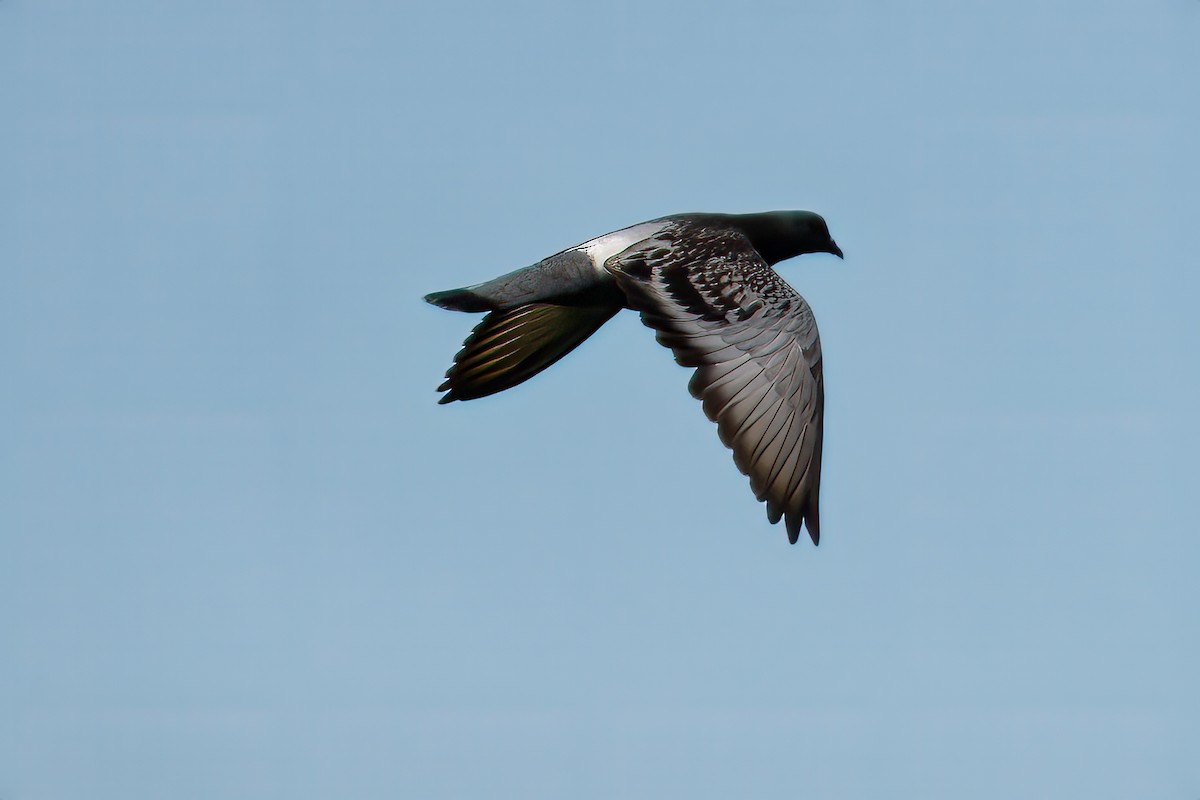 Rock Pigeon (Feral Pigeon) - ML621076421