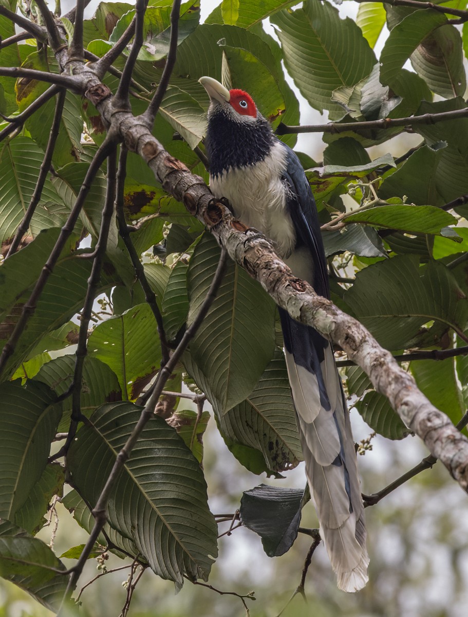 Red-faced Malkoha - ML621076468