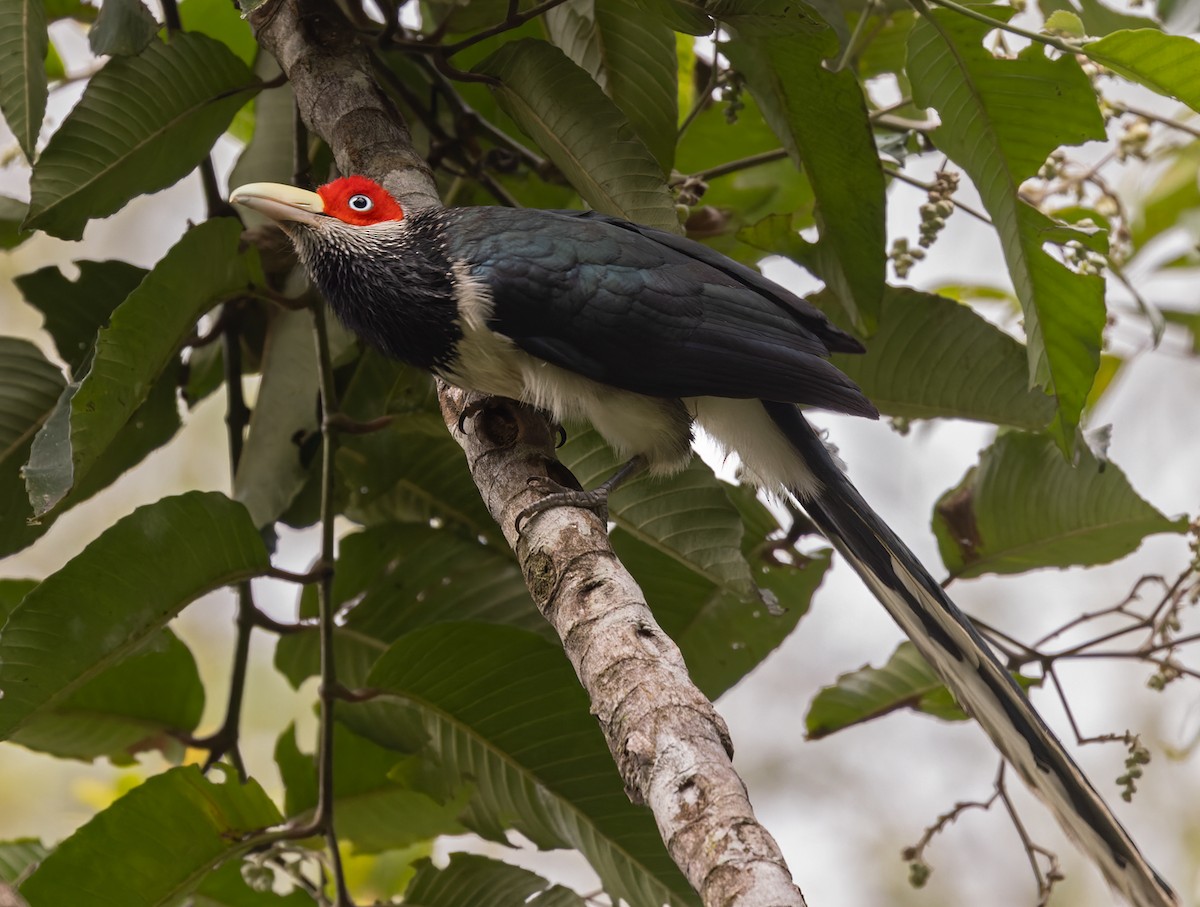 Red-faced Malkoha - ML621076469