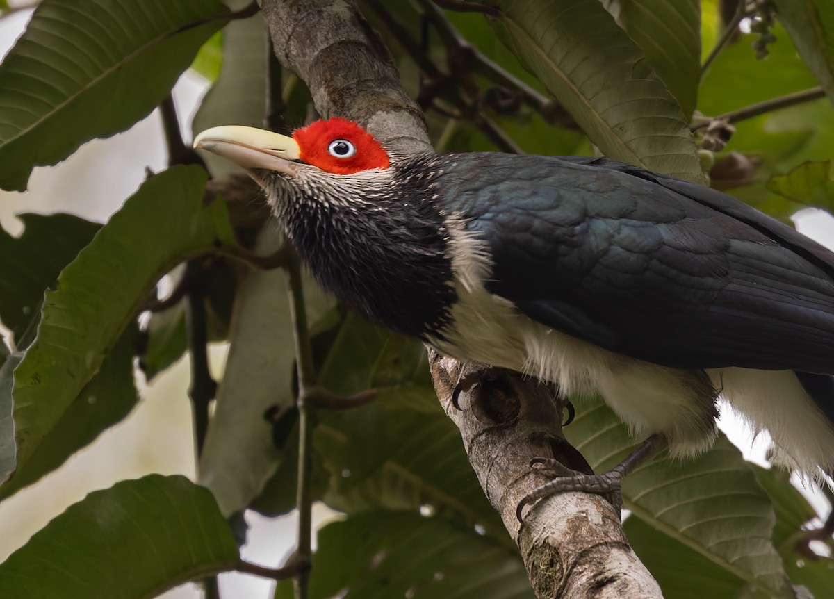 Red-faced Malkoha - ML621076470