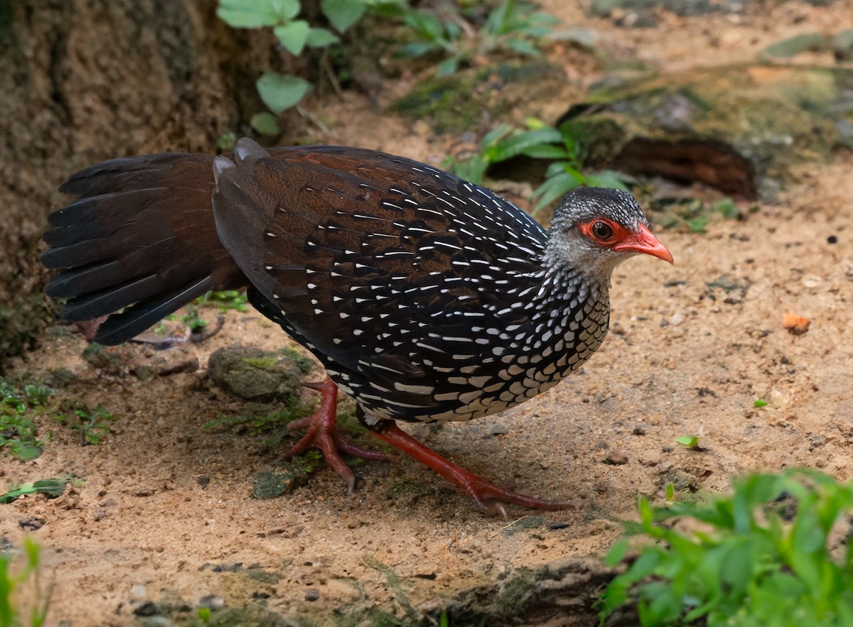 Цейлонская шпорцевая курица - ML621076481