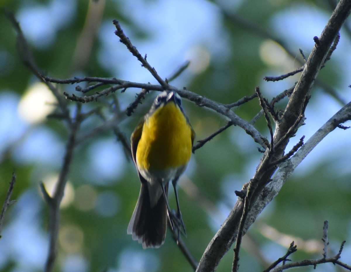 Yellow-breasted Chat - ML621076486