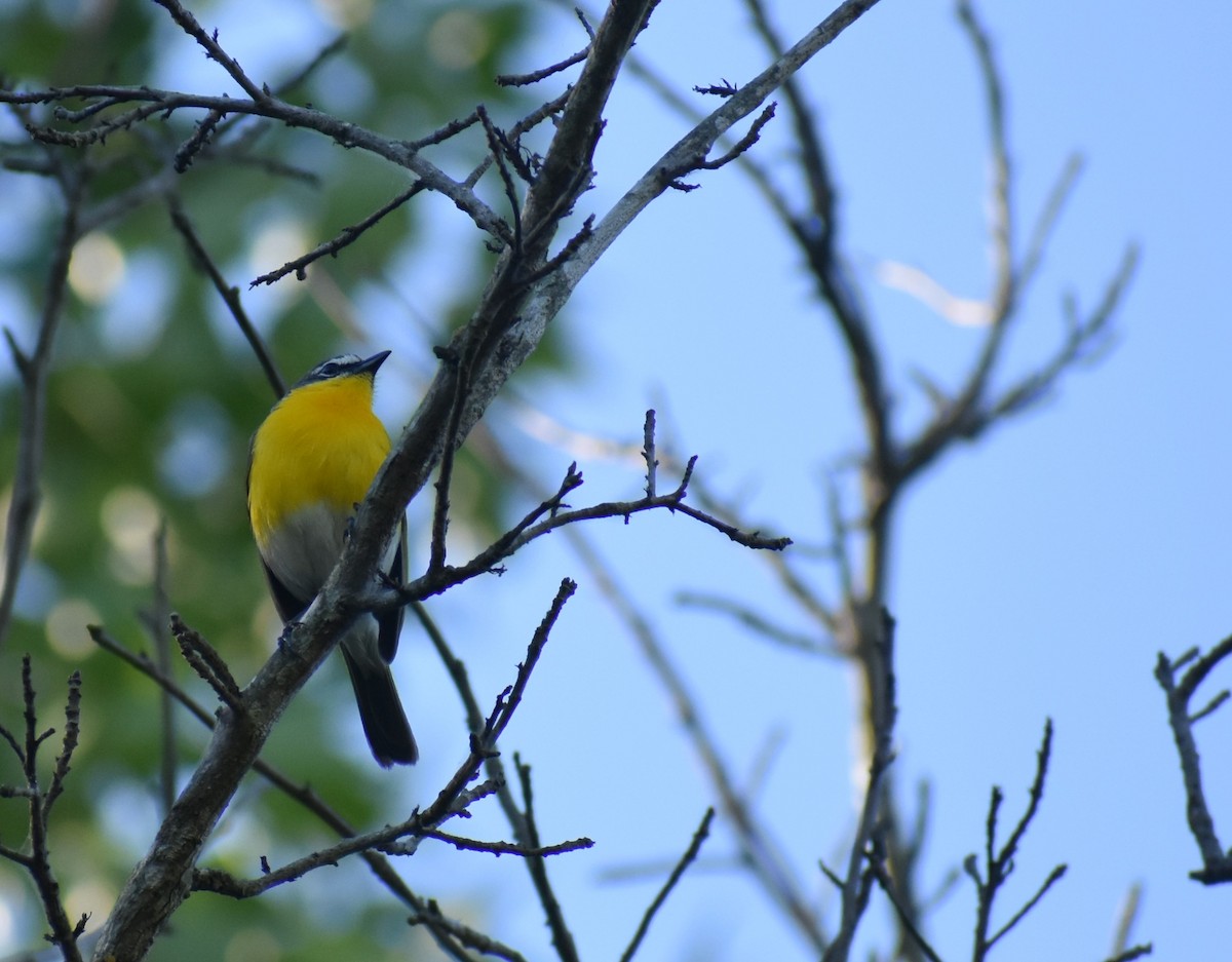 Yellow-breasted Chat - ML621076487
