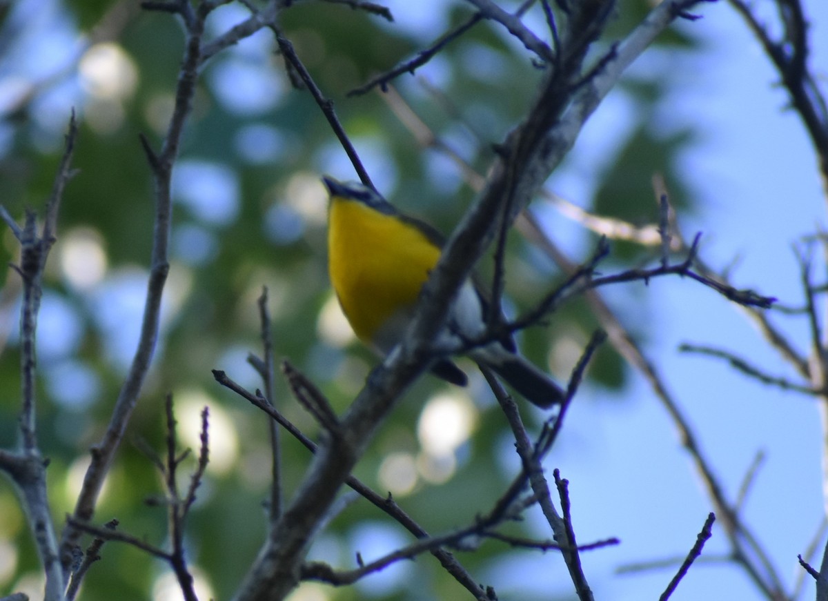 Yellow-breasted Chat - ML621076488