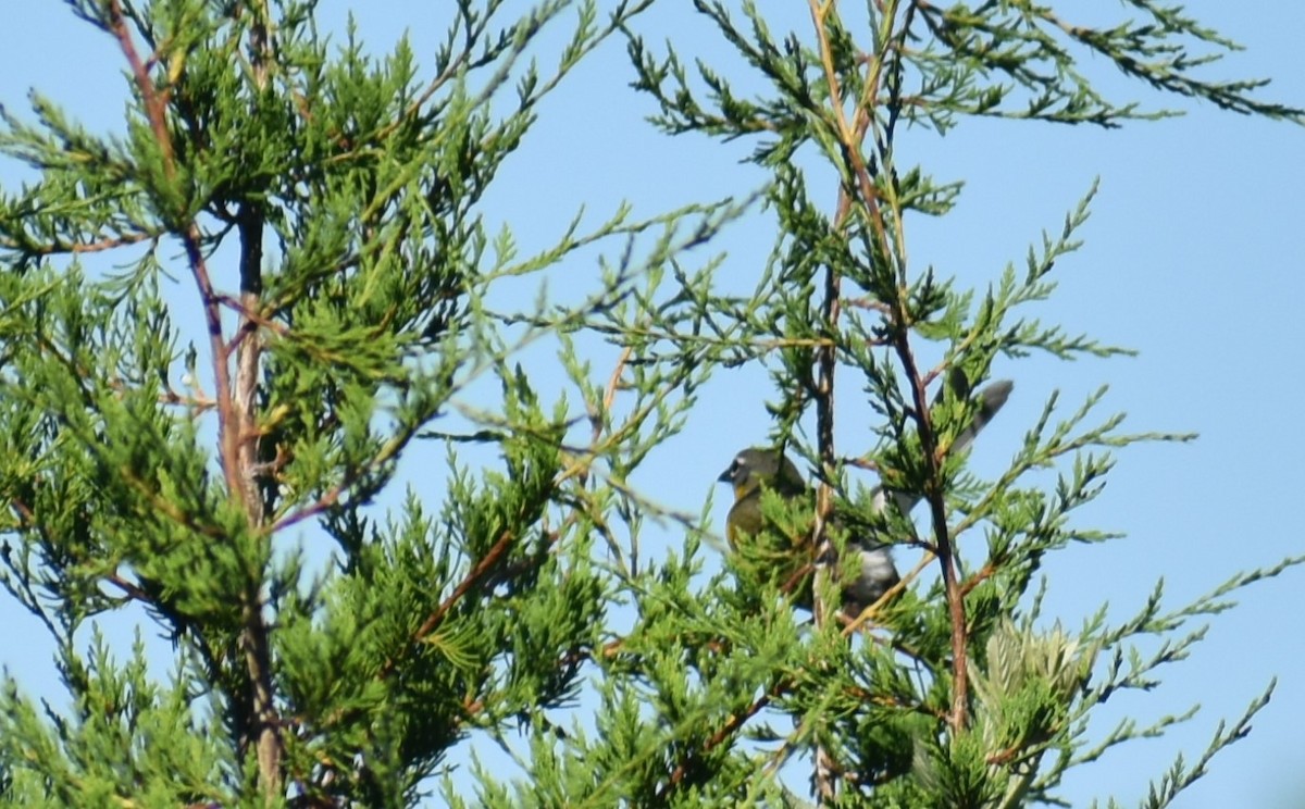 Yellow-breasted Chat - ML621076489