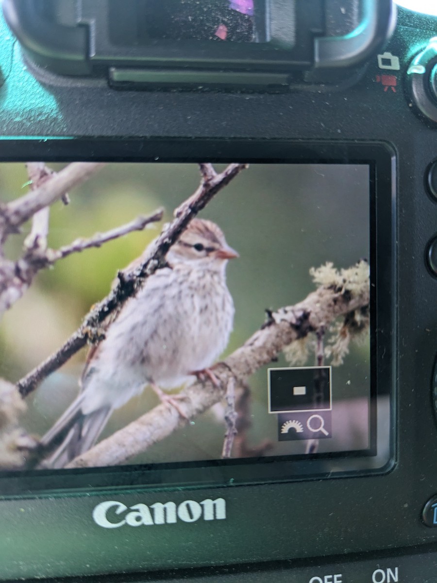 Chipping Sparrow - City of Portland Environmental Services